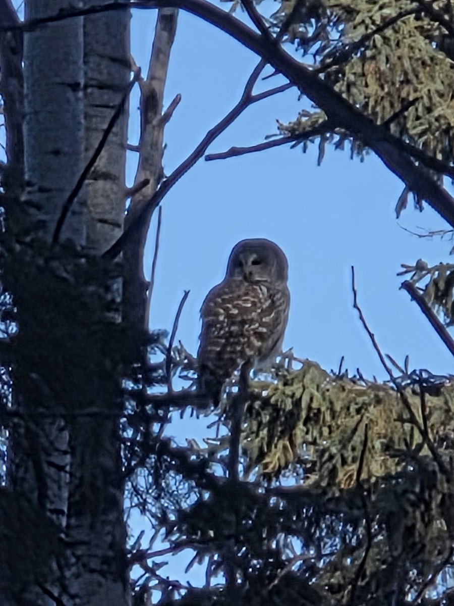 Barred Owl - ML646697710