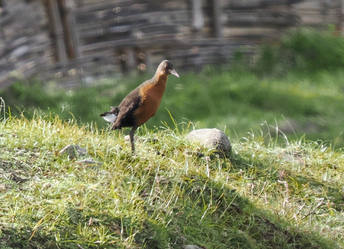 Rouget's Rail - ML646697711