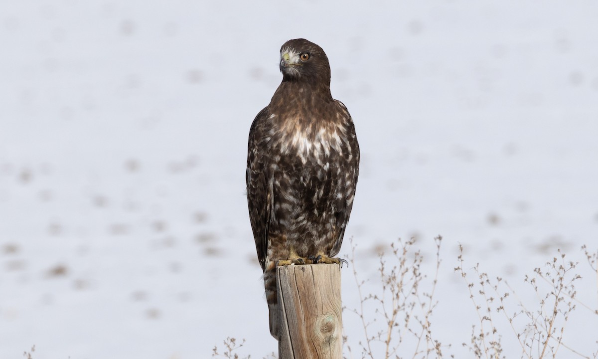 Краснохвостый канюк (harlani) - ML646697712