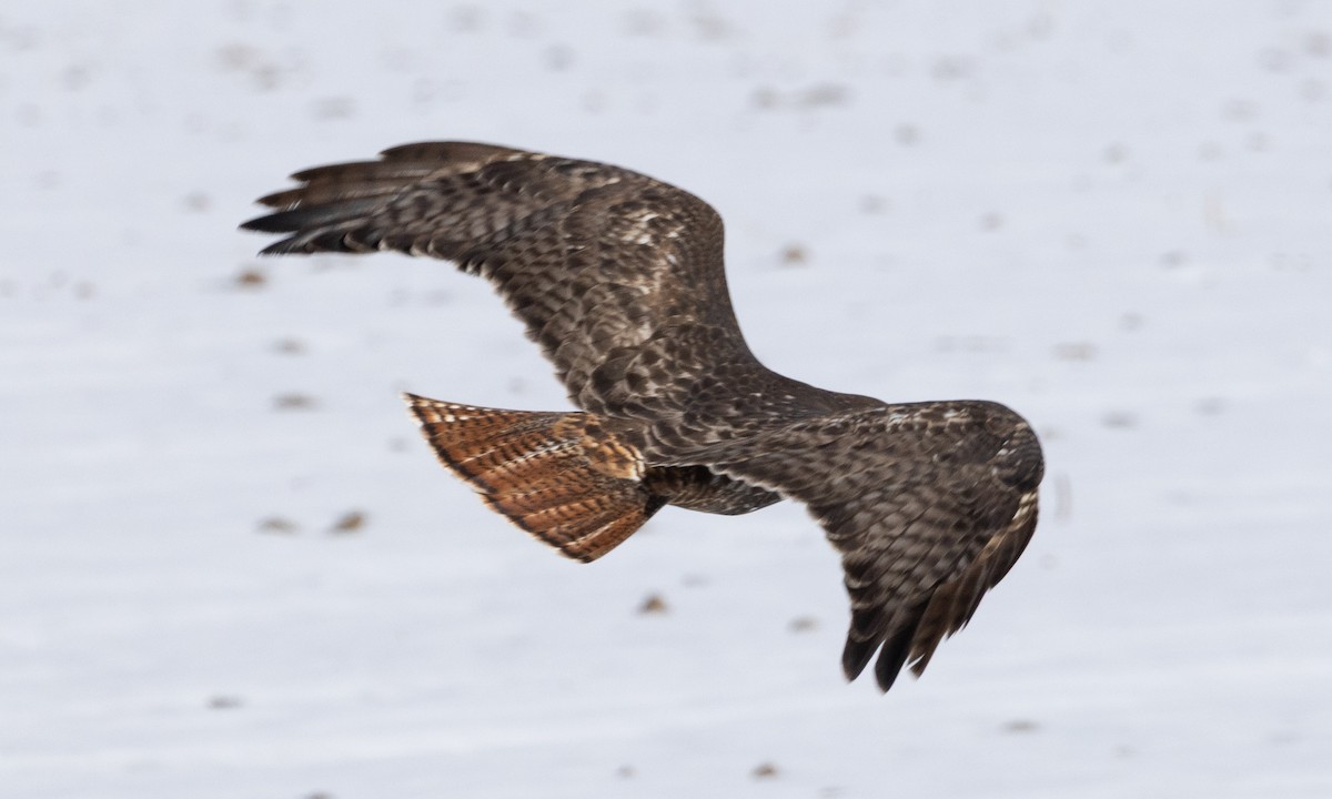 Краснохвостый канюк (harlani) - ML646697713