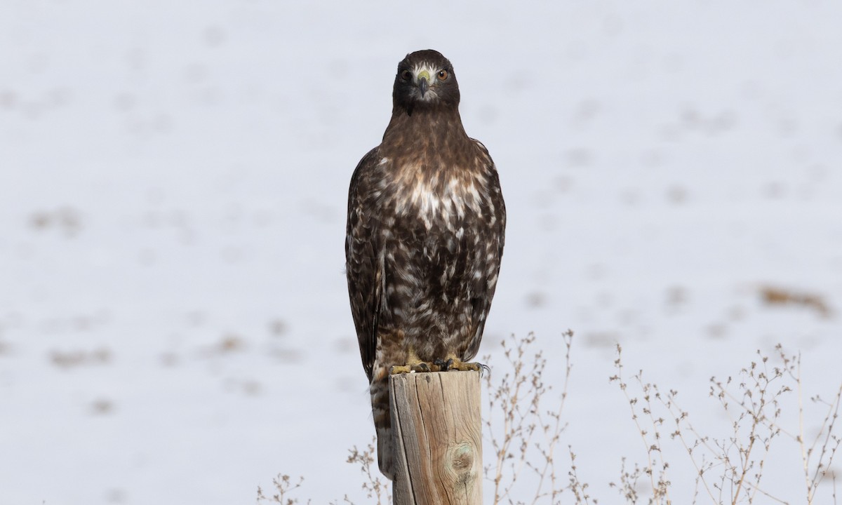 Краснохвостый канюк (harlani) - ML646697714