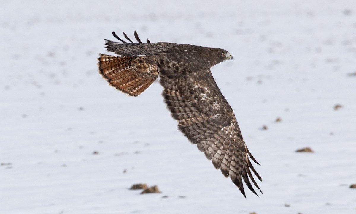 Краснохвостый канюк (harlani) - ML646697715