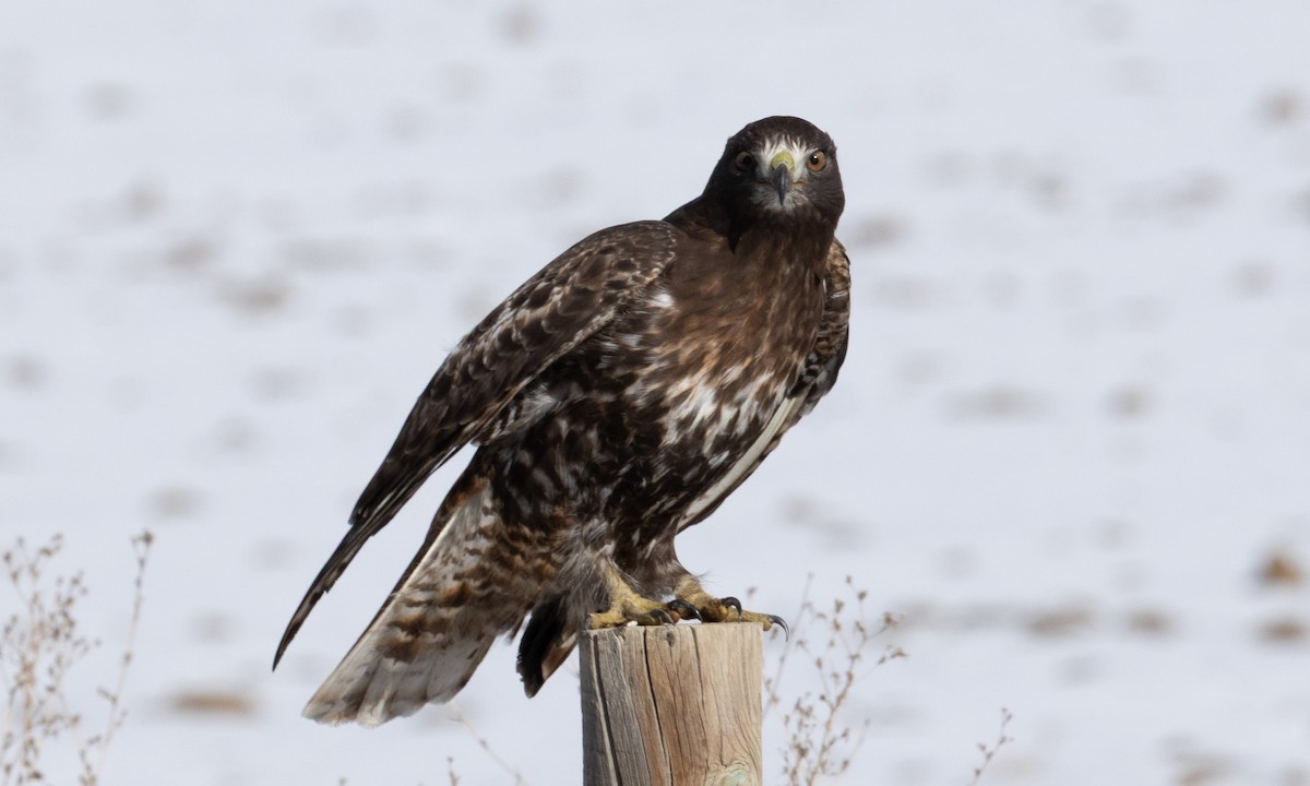 Краснохвостый канюк (harlani) - ML646697716