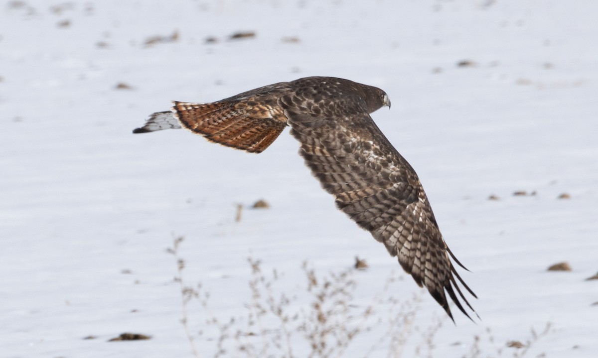 Краснохвостый канюк (harlani) - ML646697717