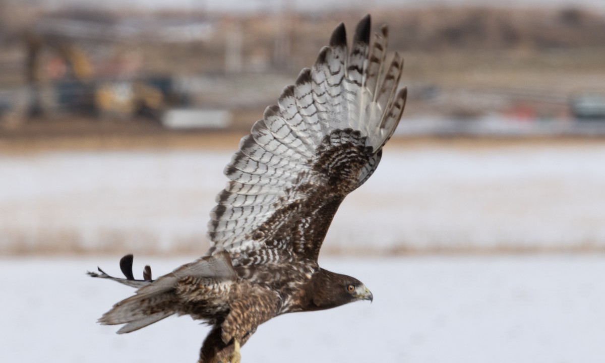 Краснохвостый канюк (harlani) - ML646697719