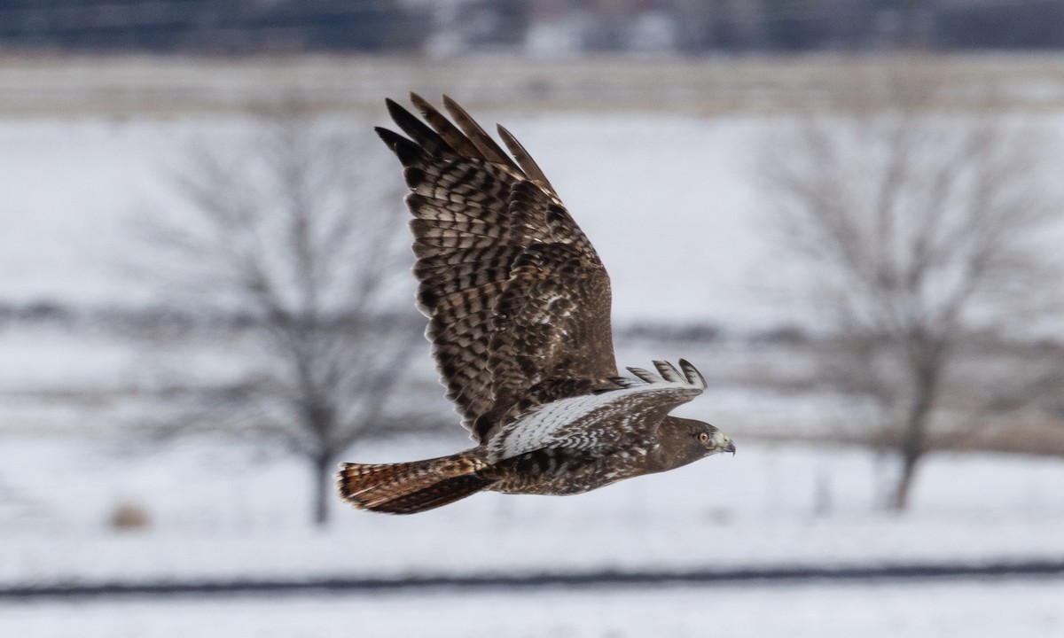 Краснохвостый канюк (harlani) - ML646697720