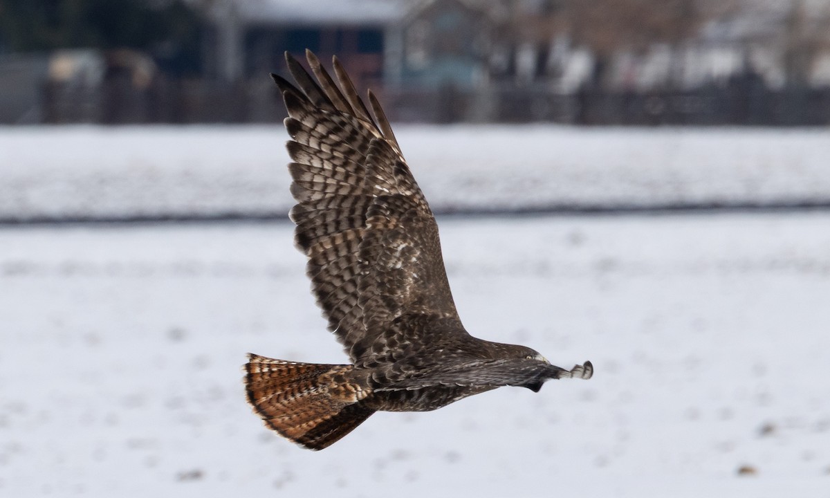 Краснохвостый канюк (harlani) - ML646697721