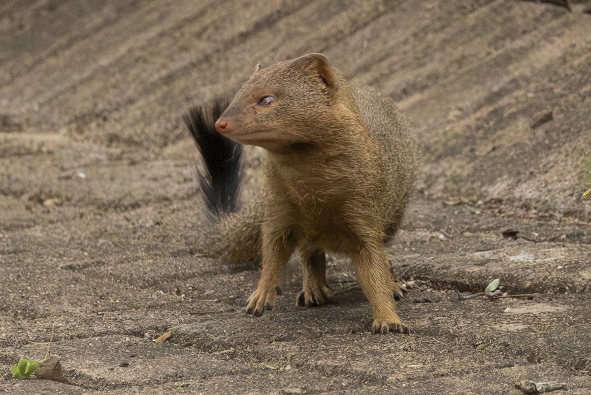 Common Slender Mongoose - ML646697722
