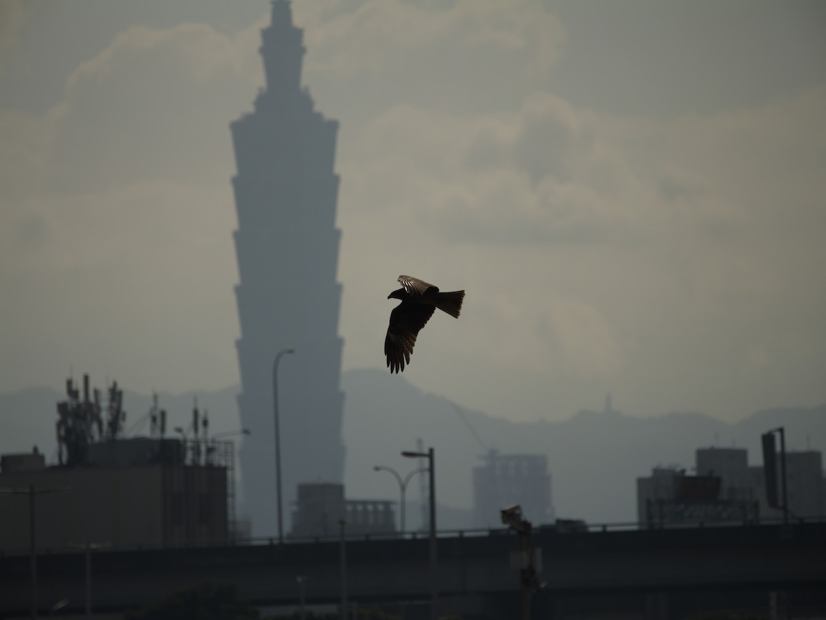 Black Kite - ML646697724