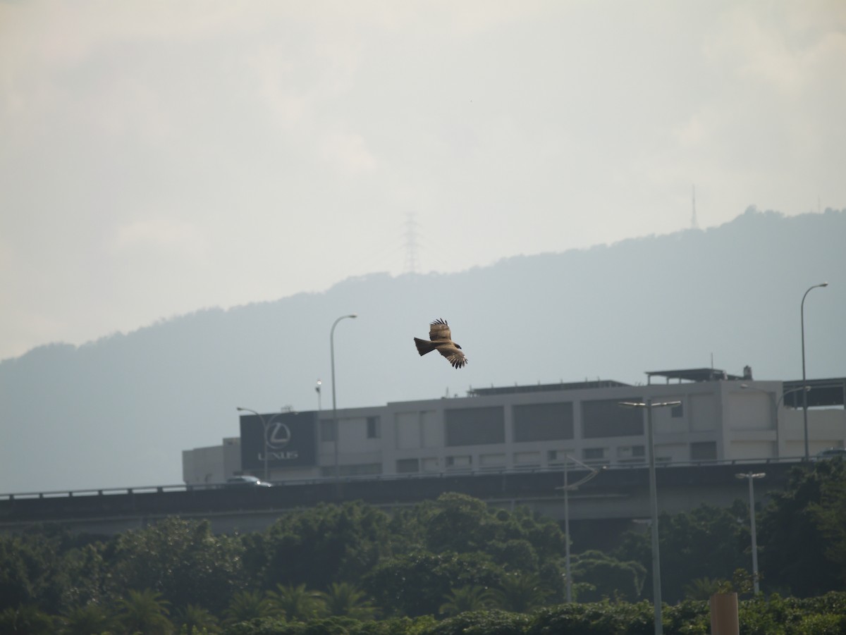 Black Kite - ML646697725