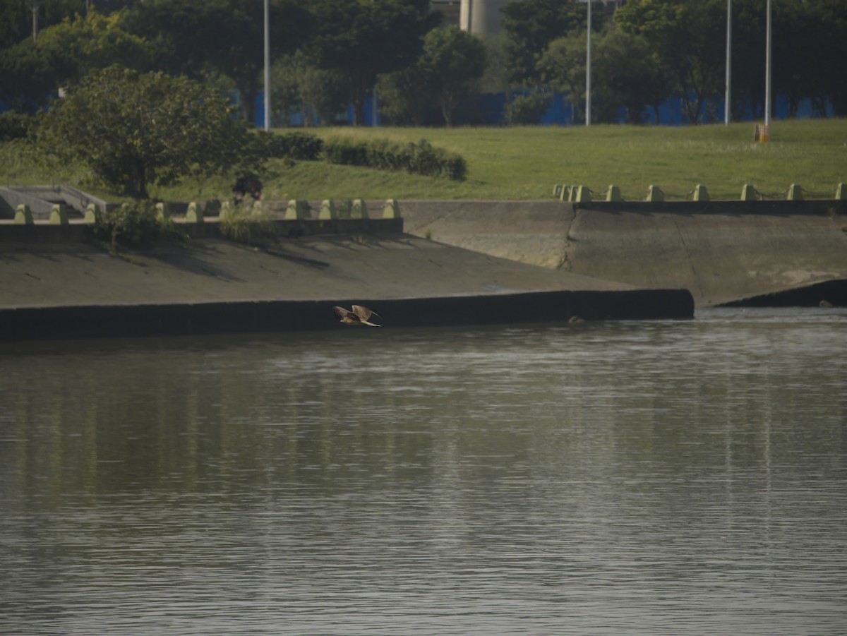 Black Kite - ML646697726