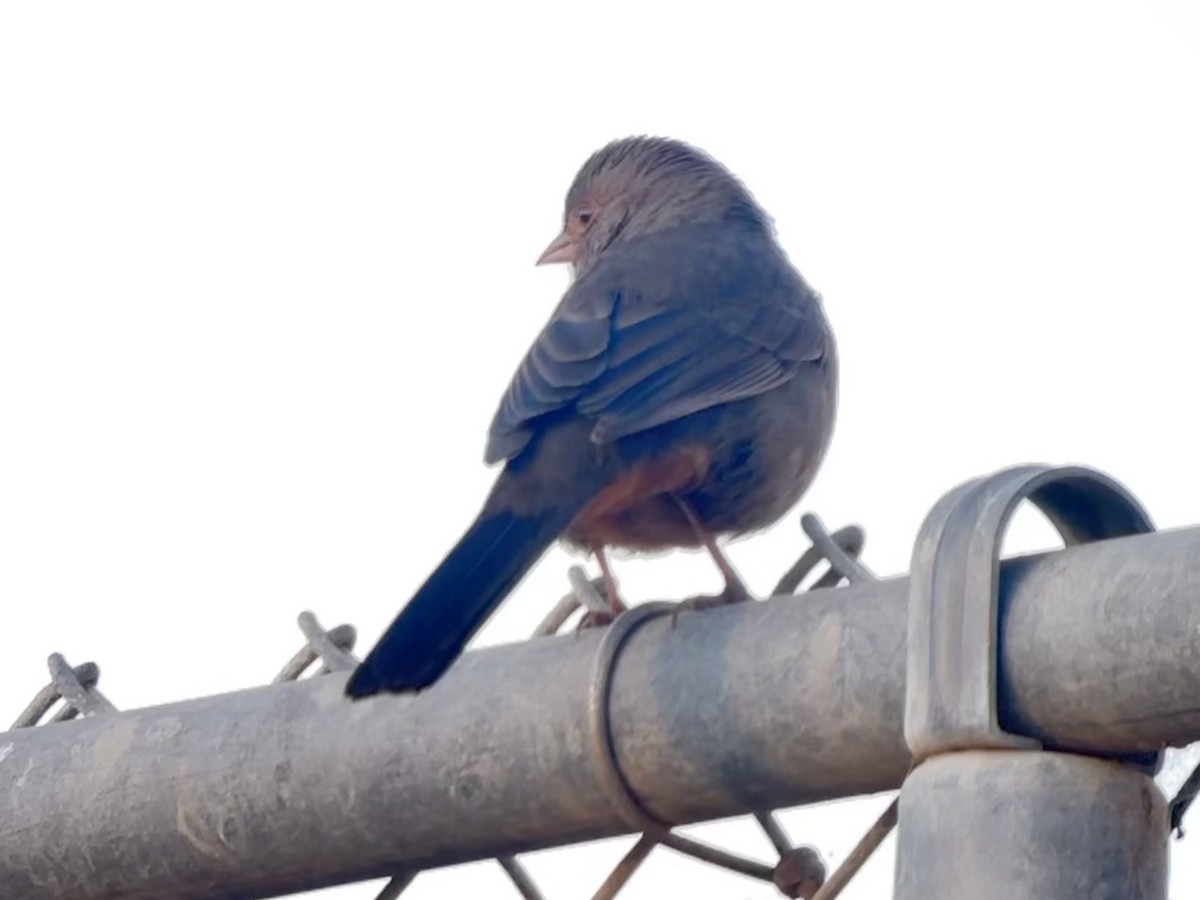 Tohi de Californie - ML646697727