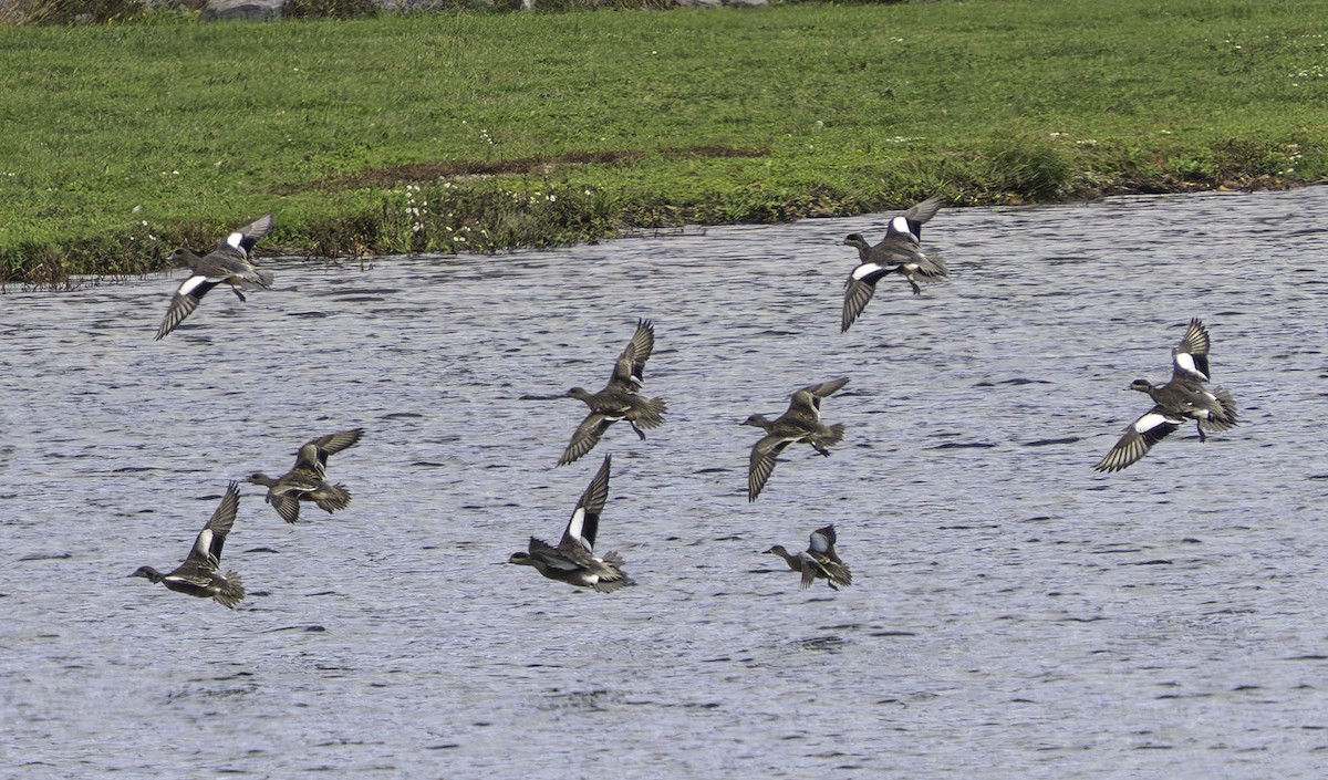 Zertzeta hegalurdina - ML646697728