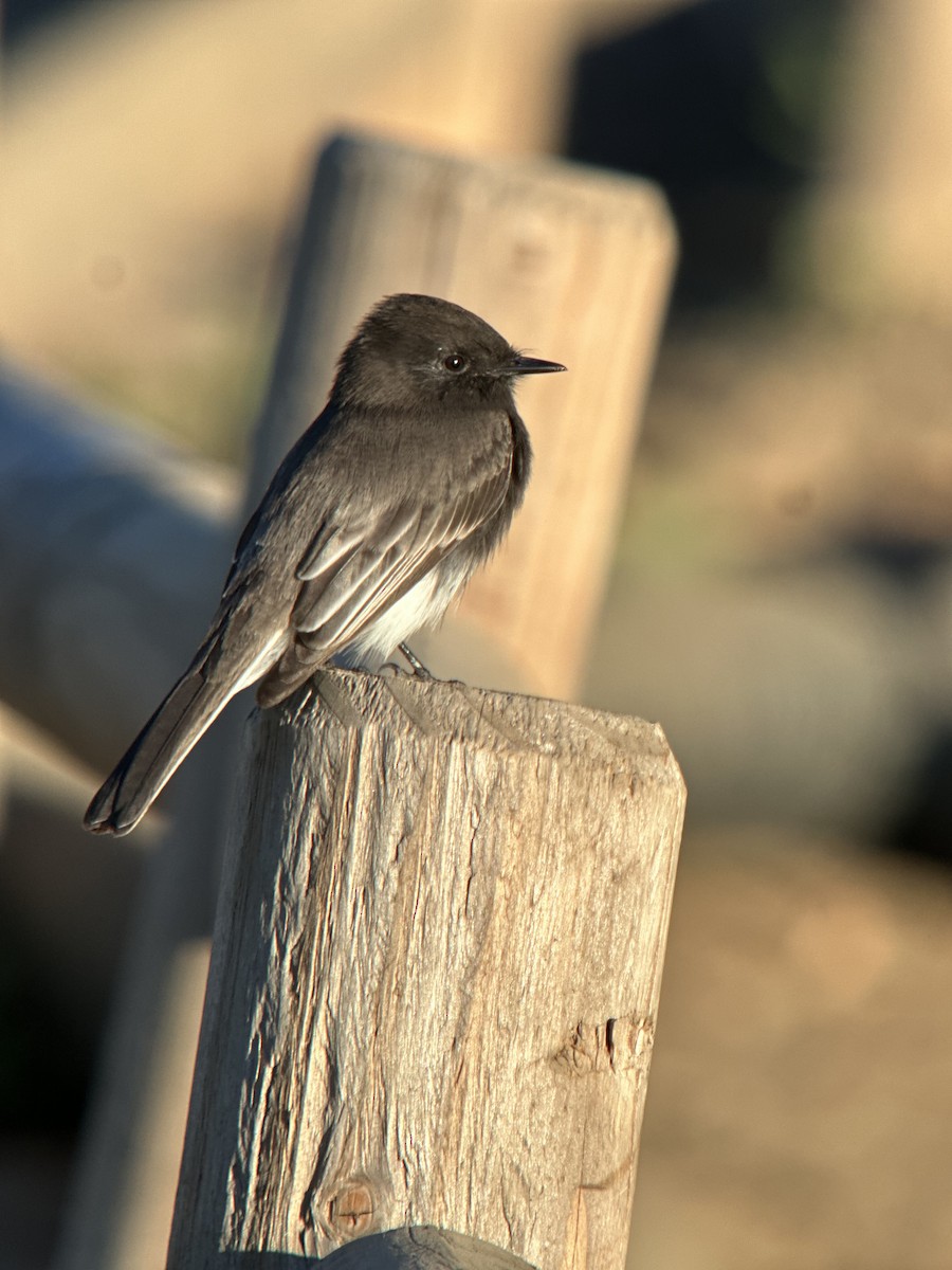 Moucherolle noir - ML646697730