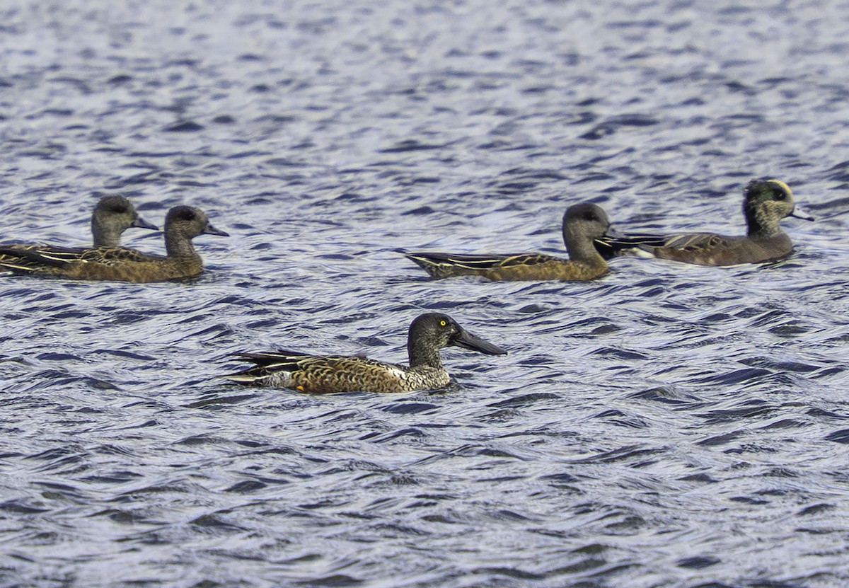 ハシビロガモ - ML646697732