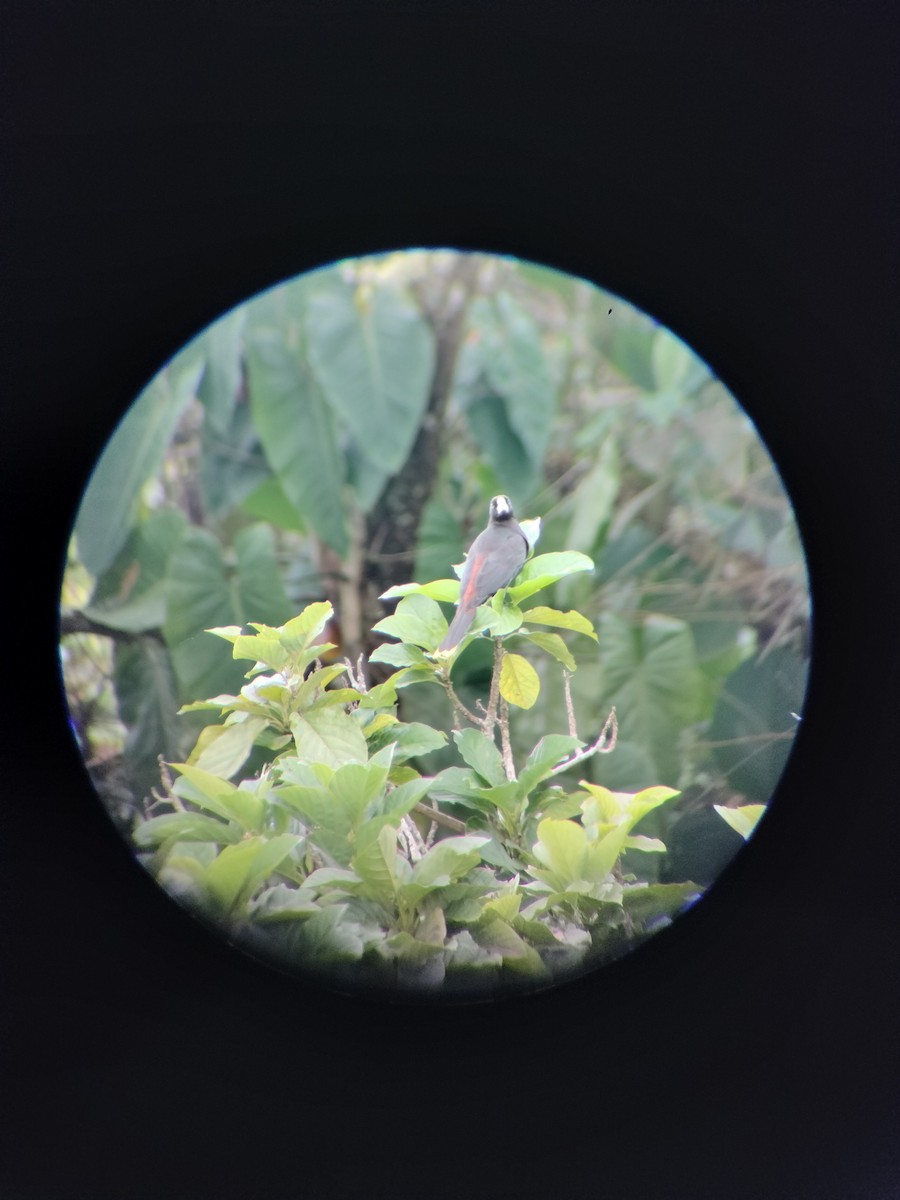 Crested Oropendola - ML646697733