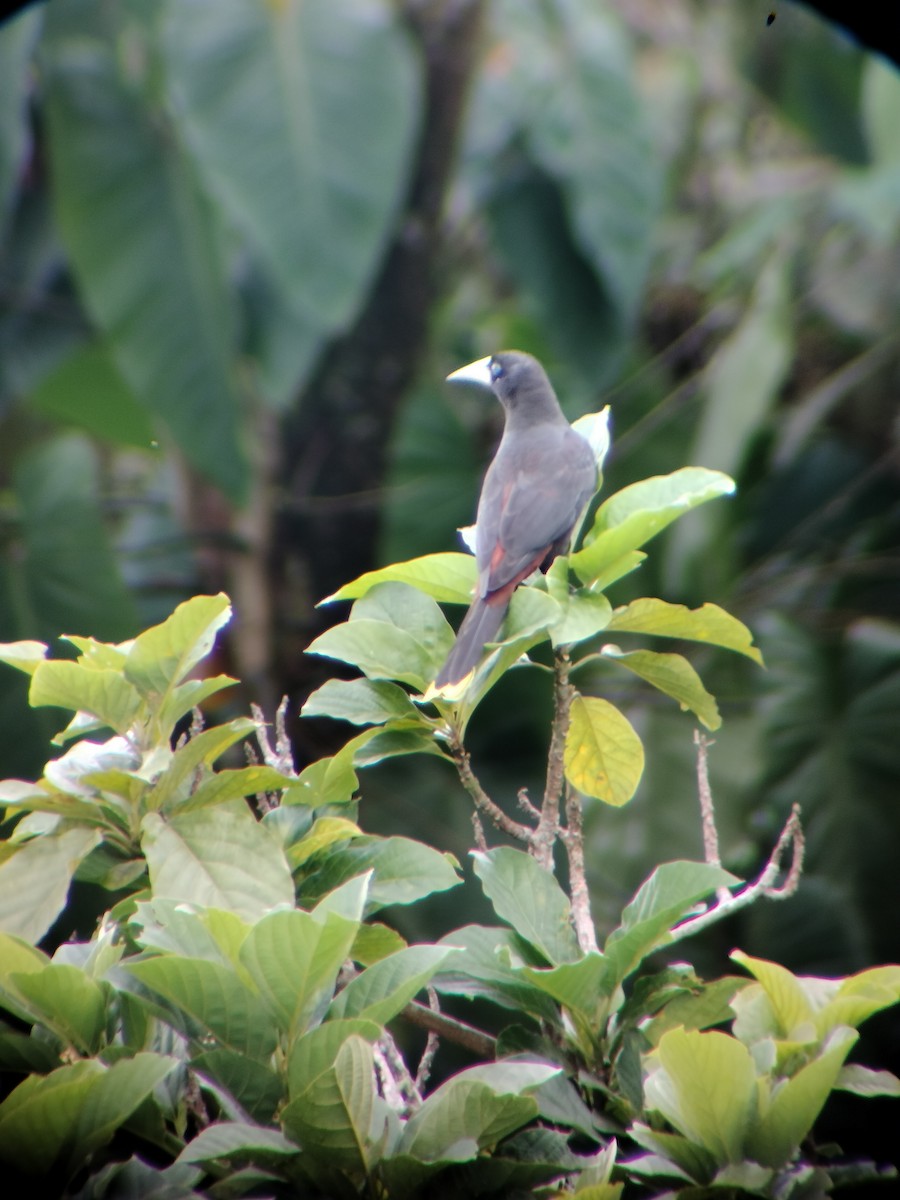 Crested Oropendola - ML646697736