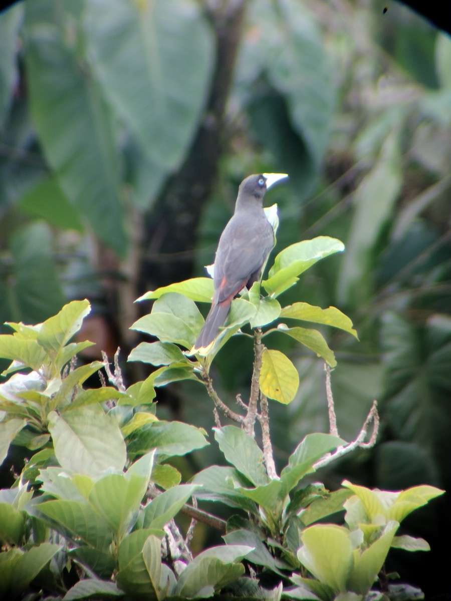 Crested Oropendola - ML646697737
