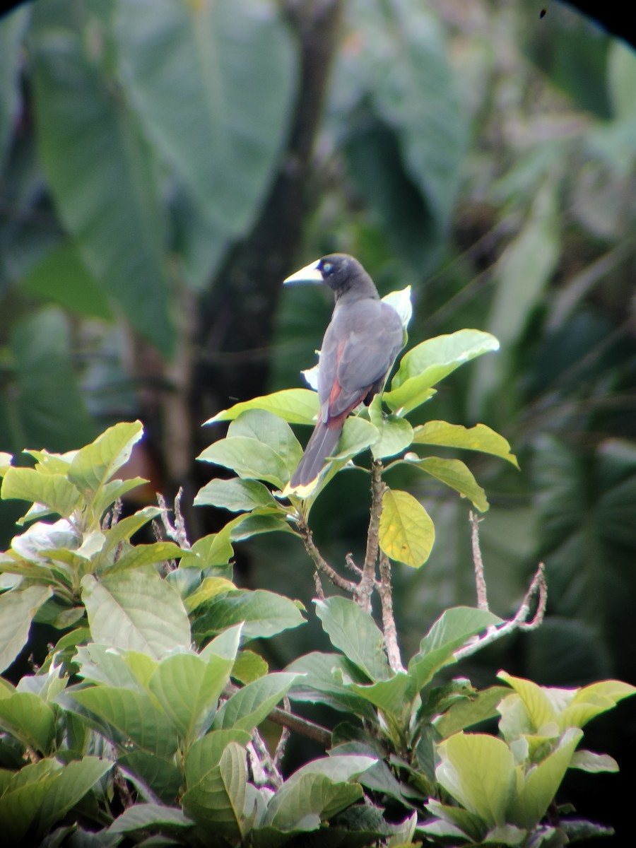 Crested Oropendola - ML646697739
