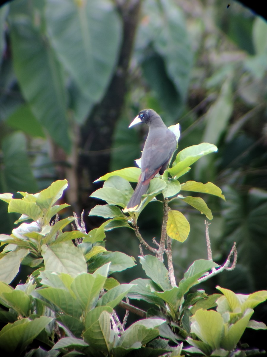 Crested Oropendola - ML646697740