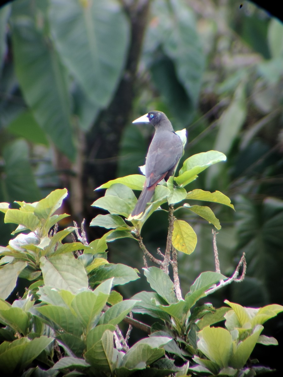 Crested Oropendola - ML646697741