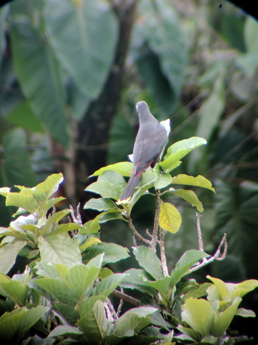 Crested Oropendola - ML646697743