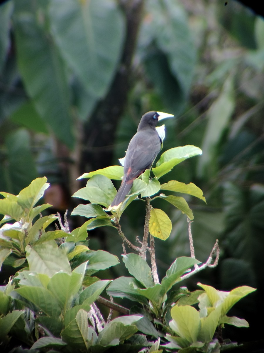 Crested Oropendola - ML646697744