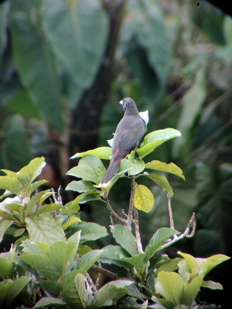 Crested Oropendola - ML646697745