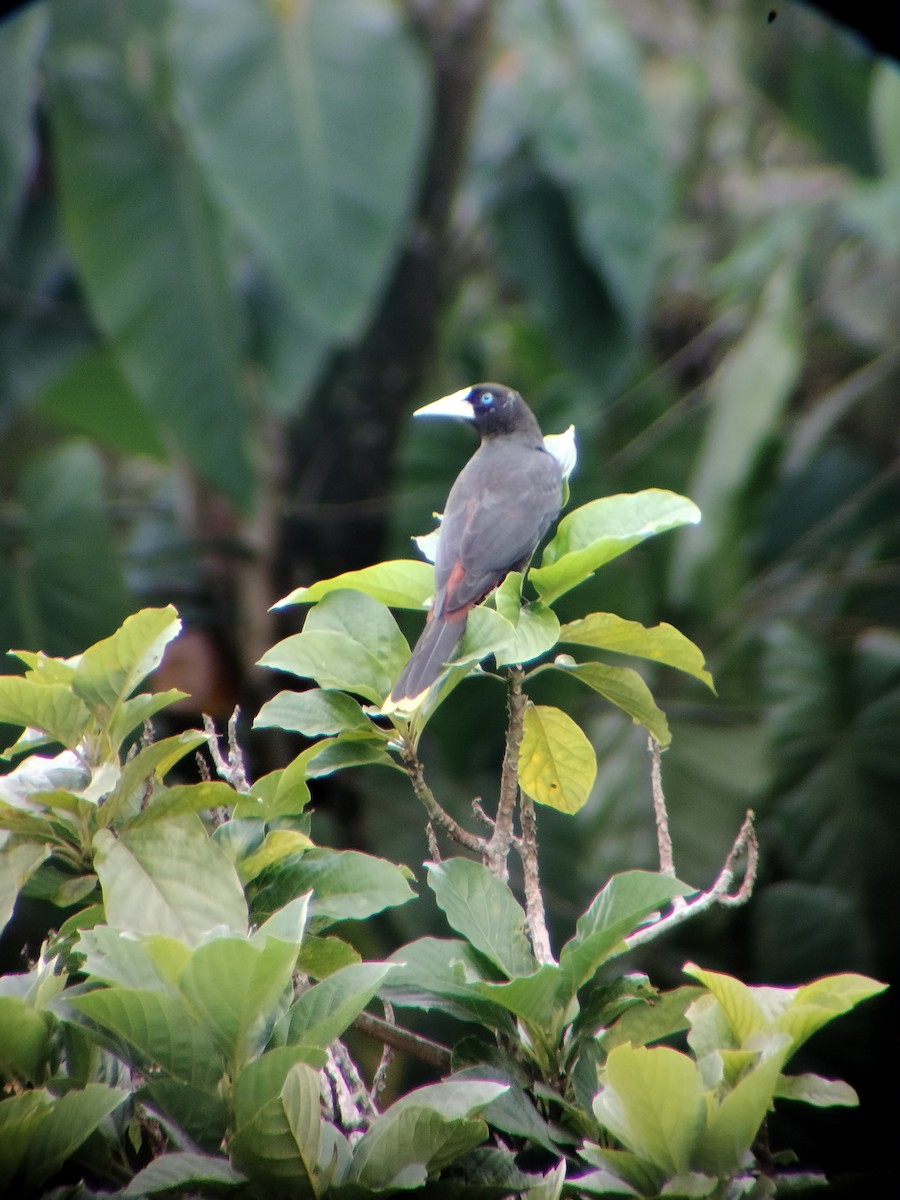 Crested Oropendola - ML646697746
