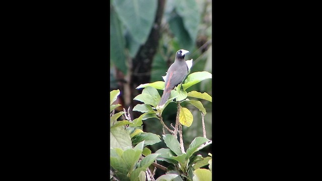 Crested Oropendola - ML646697747