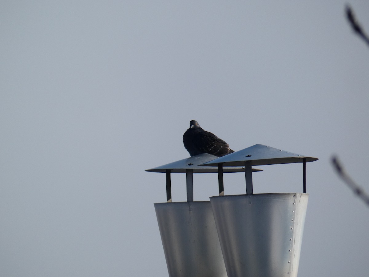 Piccione domestico - ML646697748