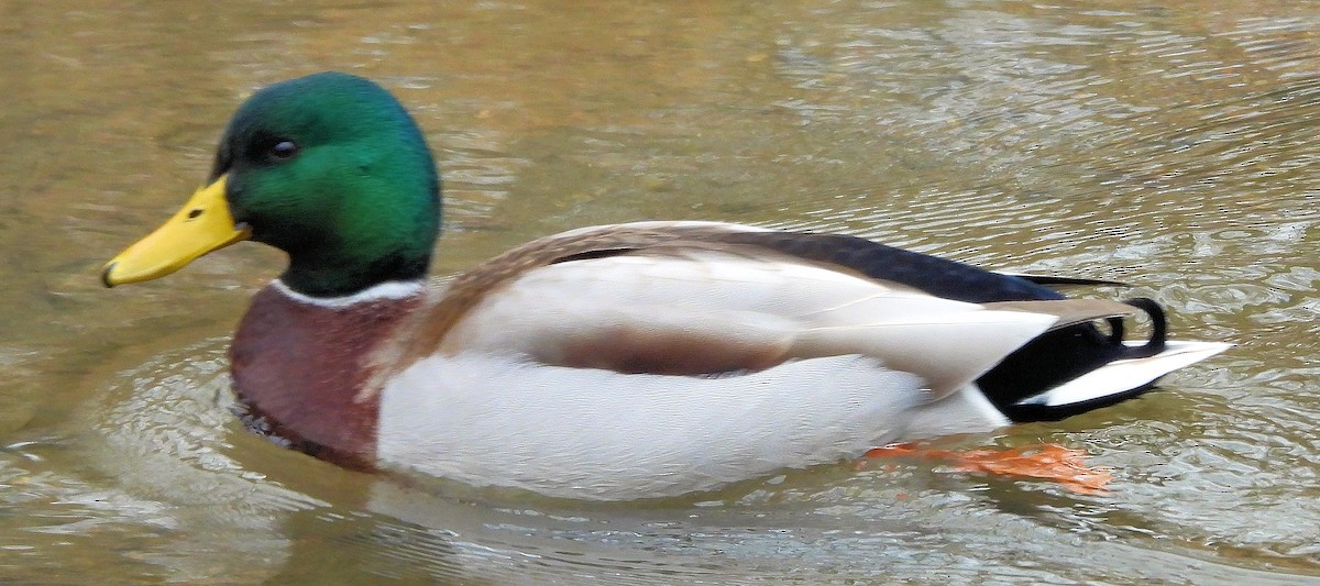 Mallard - ML646697750