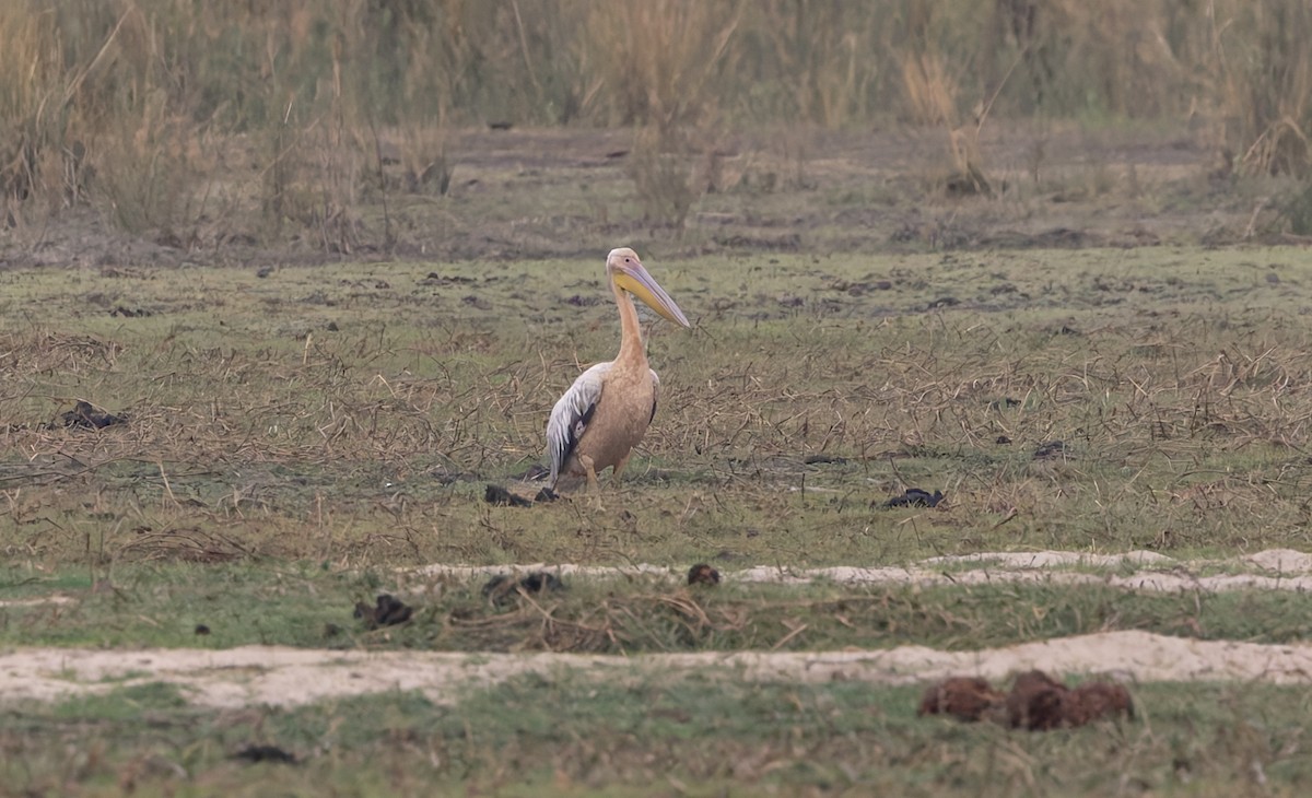 pelikán bílý - ML646697752