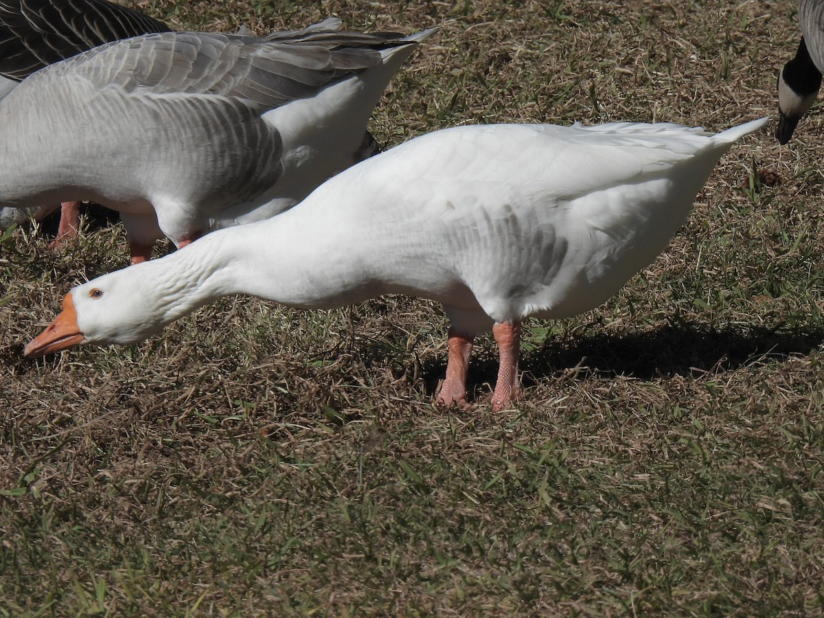 マガン属（家畜） - ML646697756