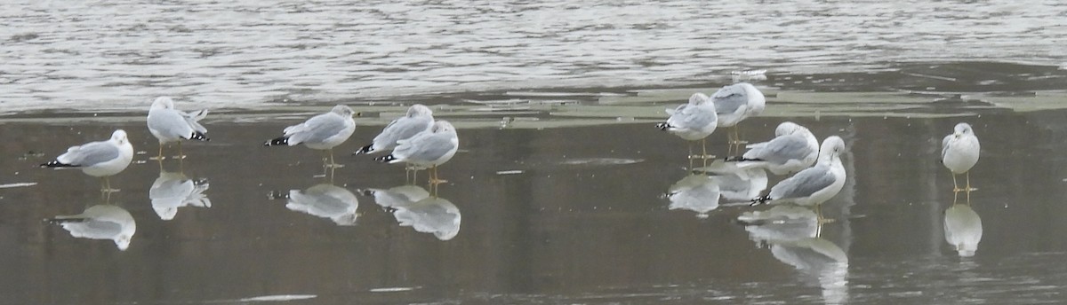 Ring-billed Gull - ML646697757