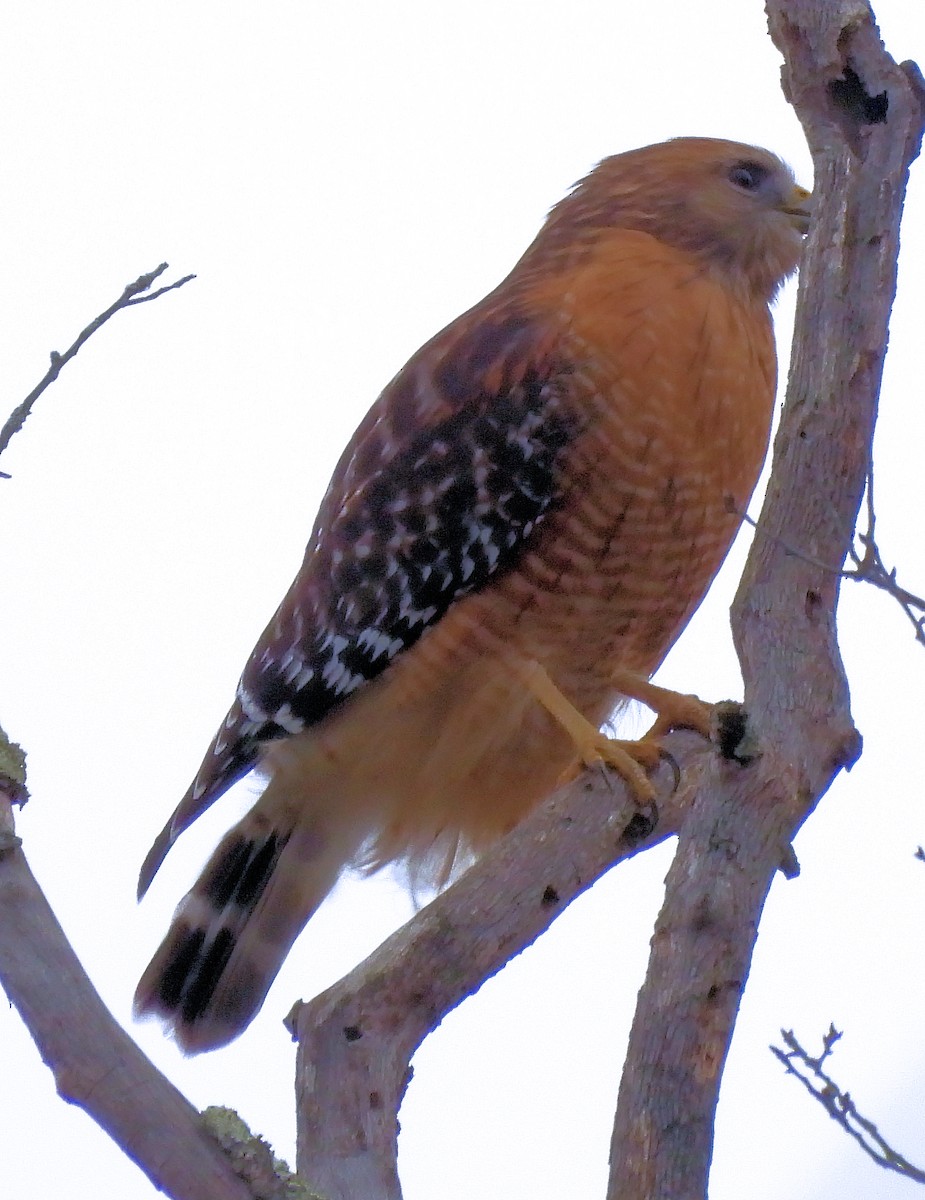 káně páskovaná - ML646697768