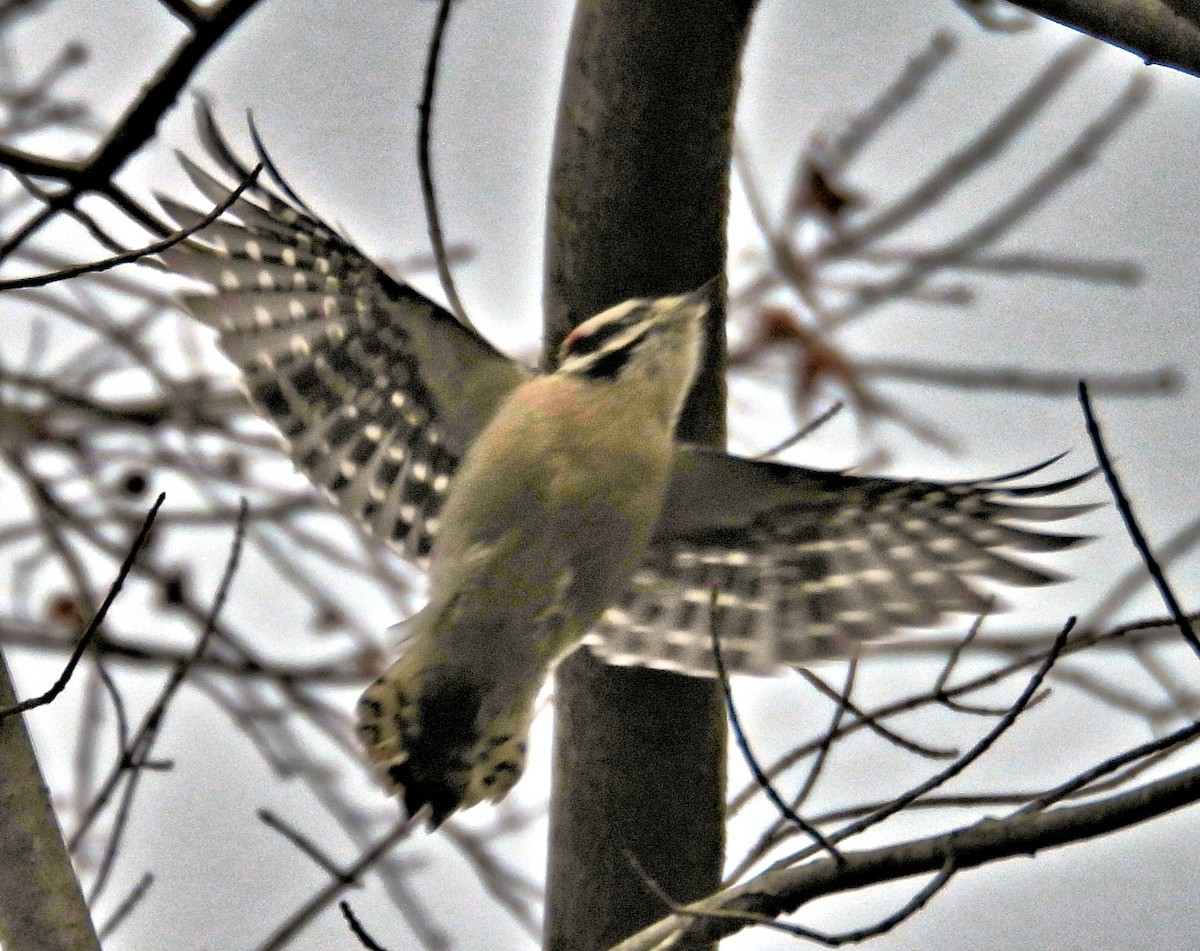 Downy Woodpecker - ML646697794
