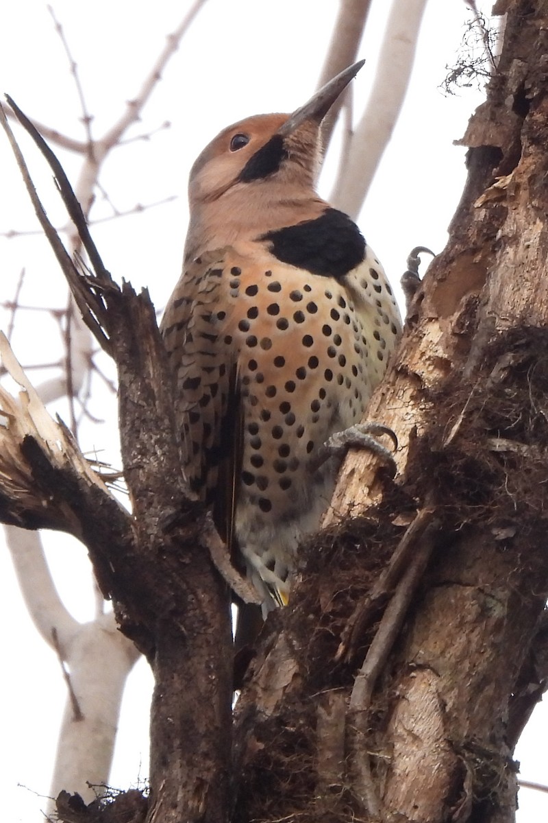 Northern Flicker - ML646697798