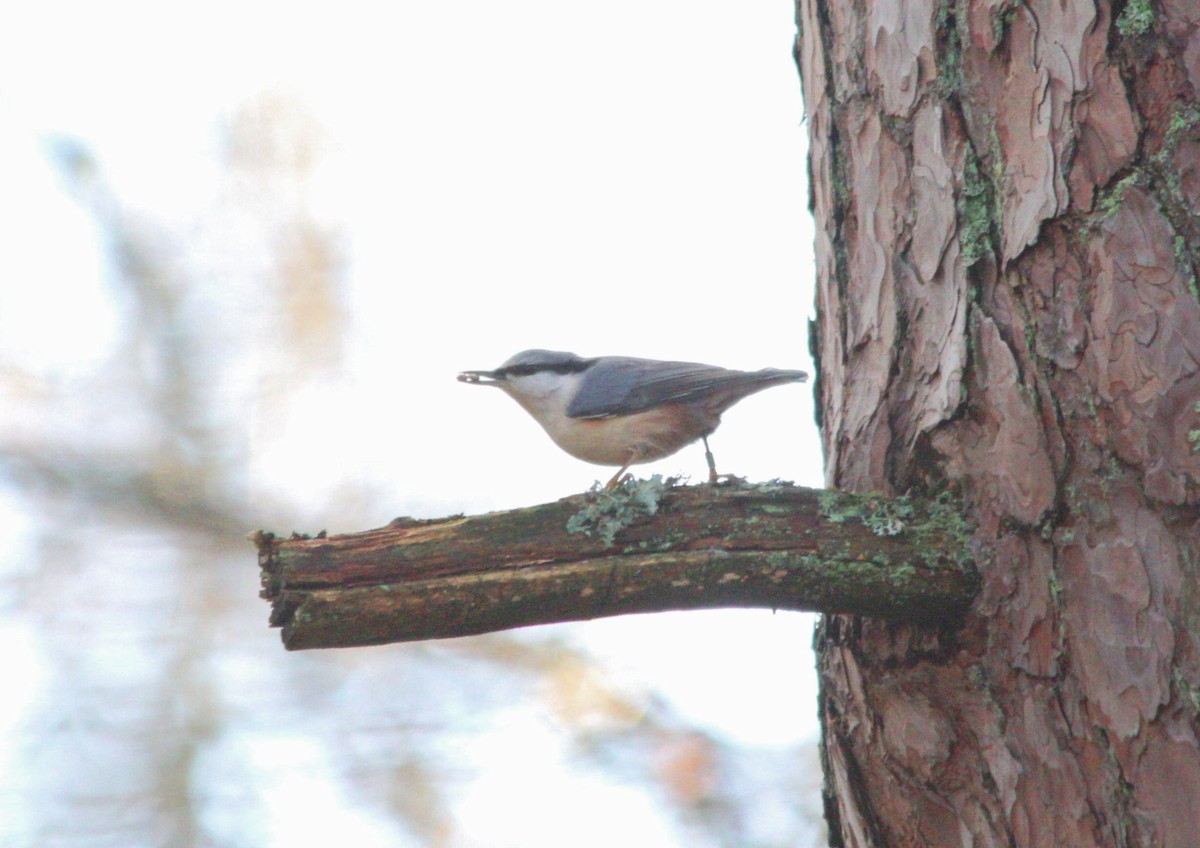 Garrapo eurasiarra - ML646697799