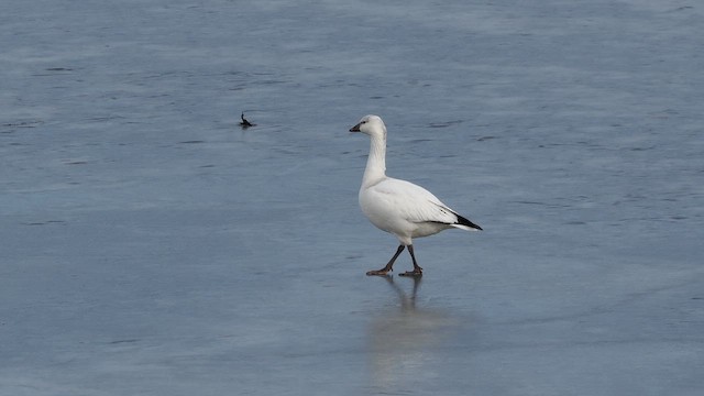 Ross's Goose - ML646697800