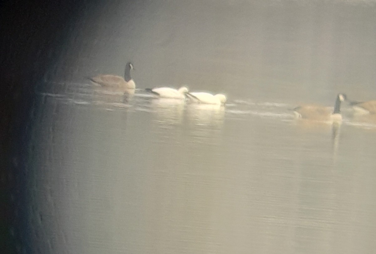 Ross's Goose - ML646697802