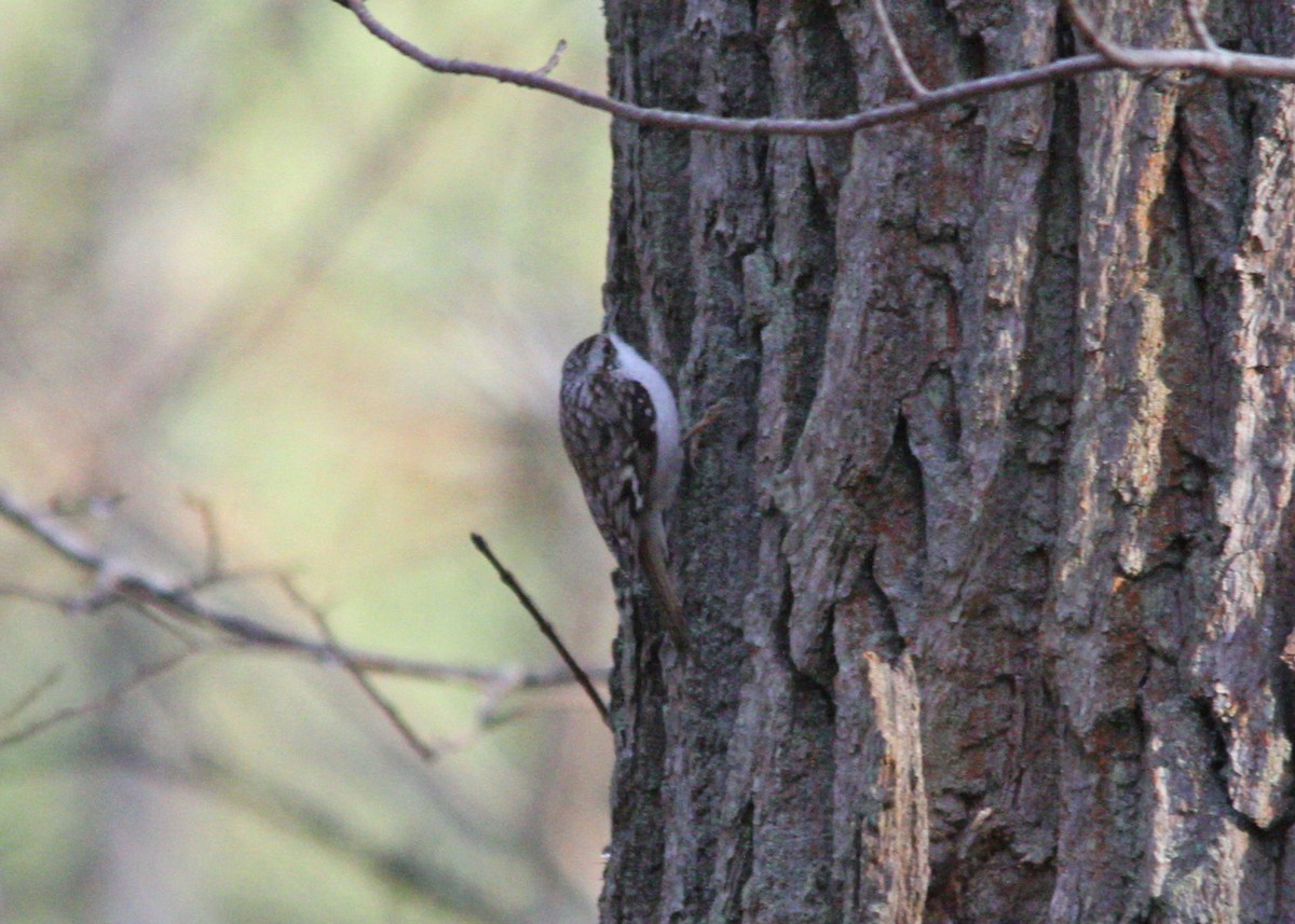 Eurasian Treecreeper - ML646697803