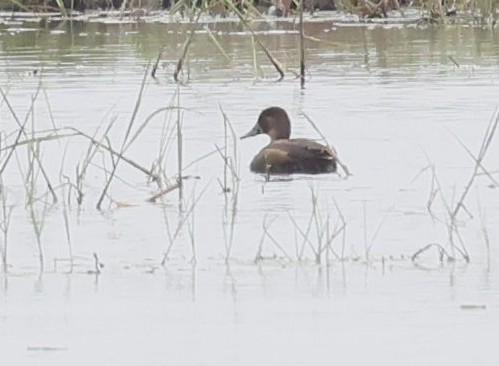 Southern Pochard - ML646697804