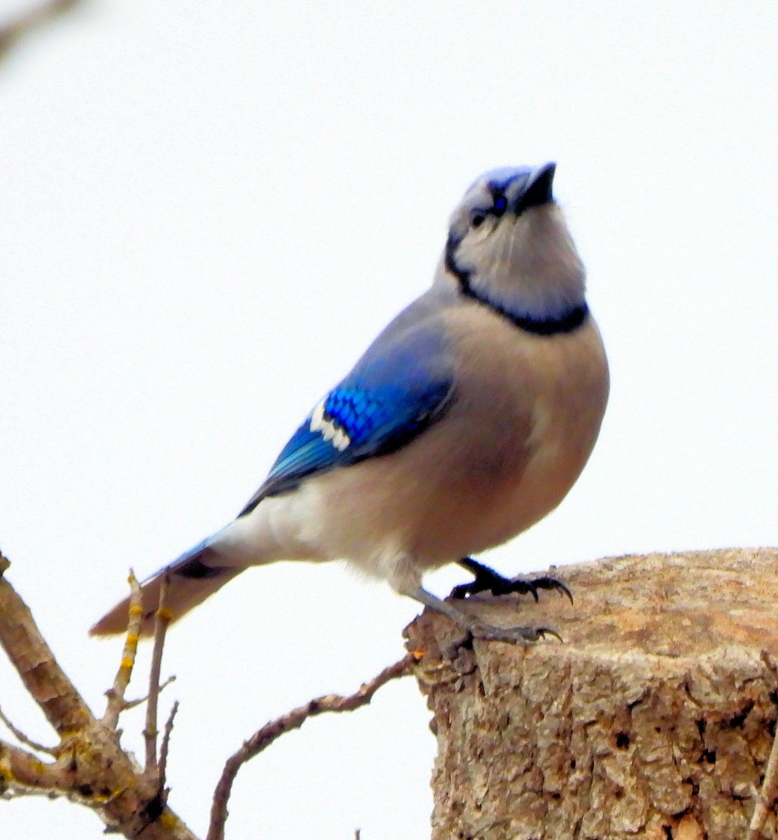 Blue Jay - ML646697805