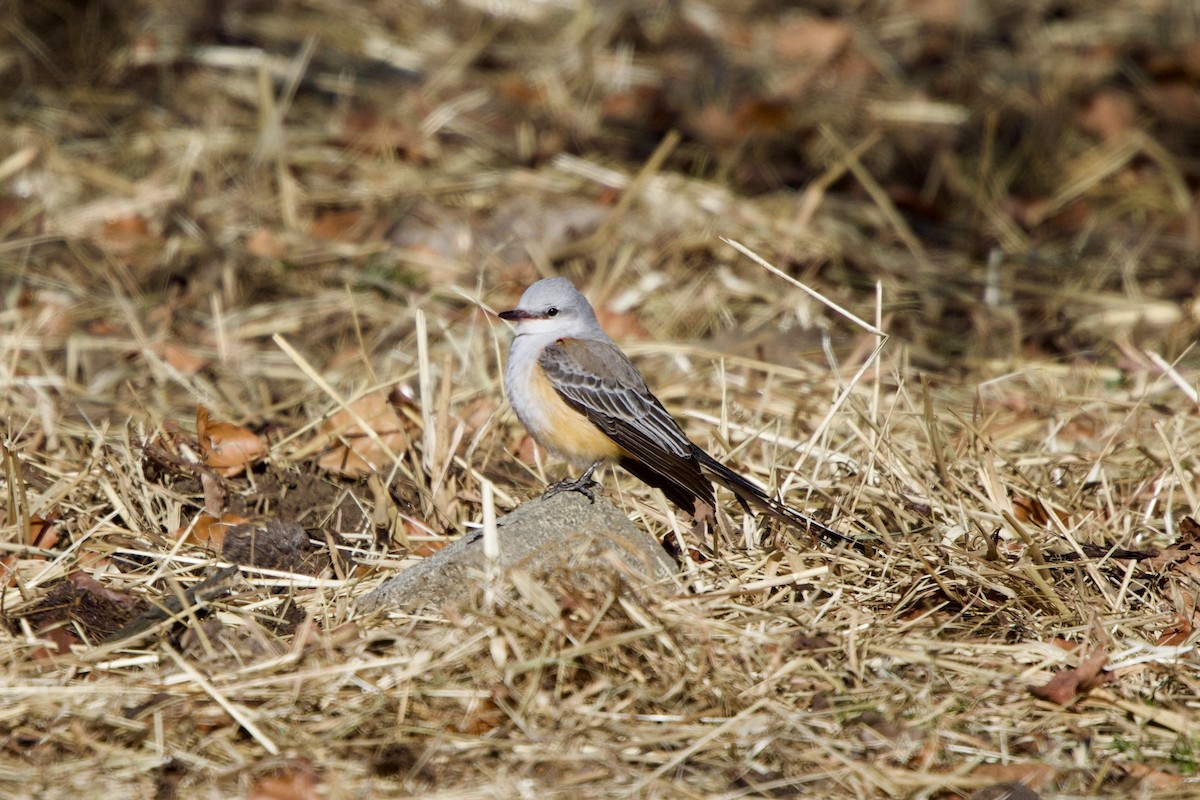 Scissor-tailed Flycatcher - ML646697806