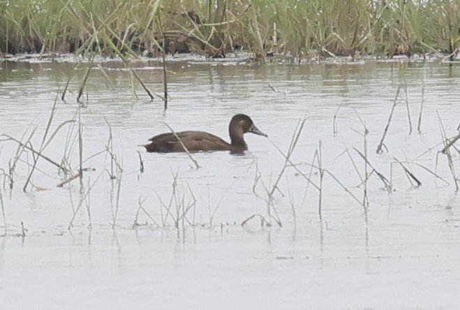 Southern Pochard - ML646697812
