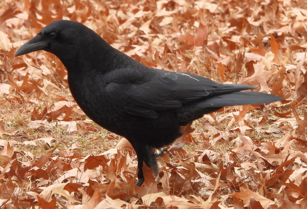 American Crow - ML646697813