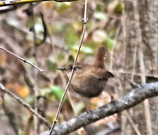 Winter Wren - ML646697818