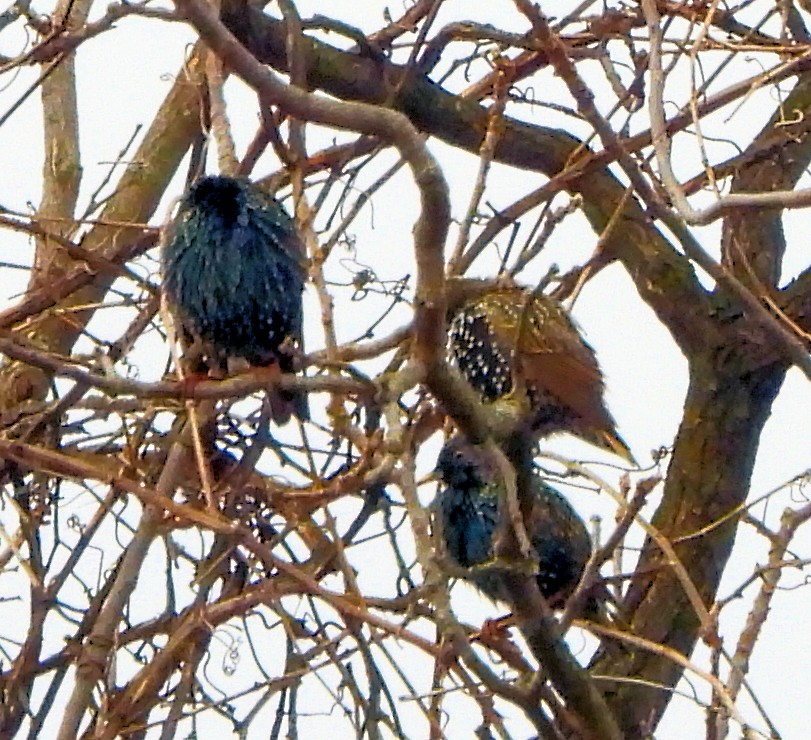 European Starling - ML646697822