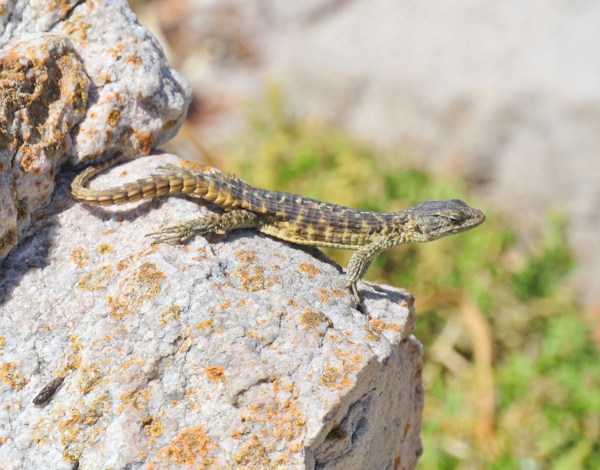 Cape Girdled Lizard - ML646697823